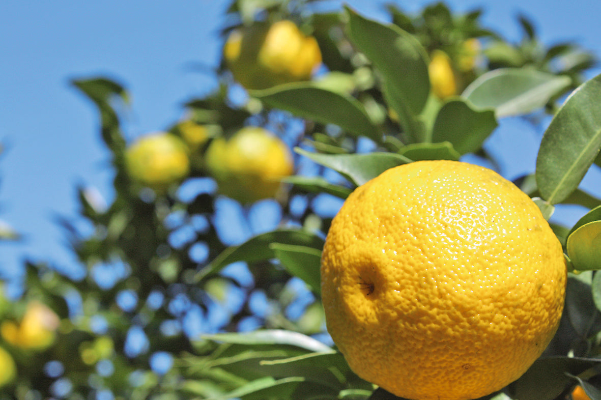 Concentrated Yuzu drink(高知の柚子ドリンク)