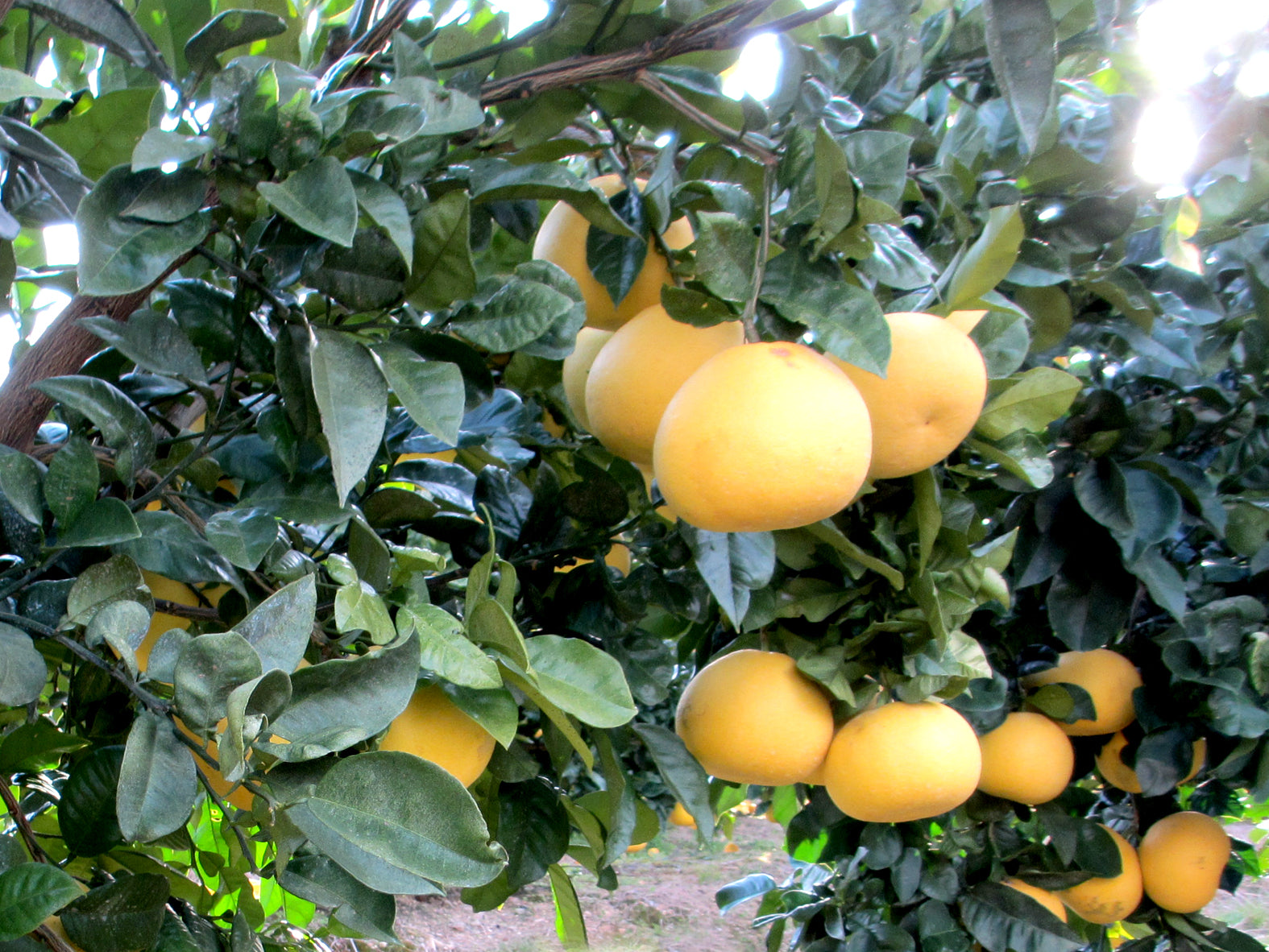 Concentrated Buntan drink(高知の文旦ドリンク)